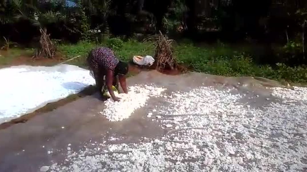 ⁣Gbarango gozo - Entrain d'étendre du manioc pour le sécher à Gbokila, Ombella-M'Poko